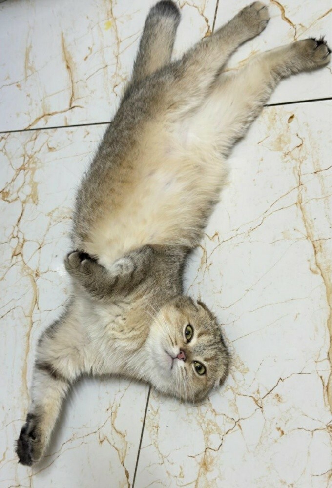 Female Scottish gold for sale - 5
