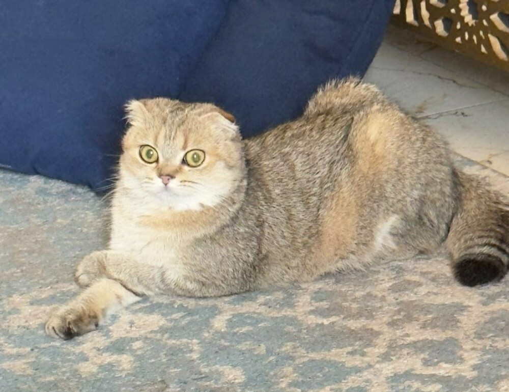 Female Scottish gold for sale - 3