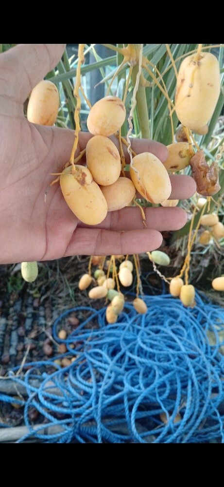 نخل لبیع اخلاص شیشی برحی خنیزی - 1