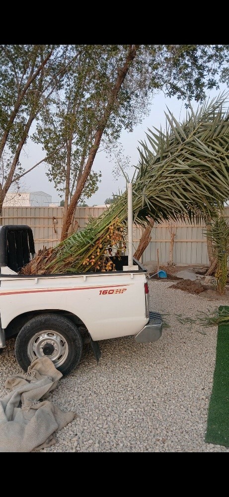 نخل لبیع اخلاص شیشی برحی خنیزی - 3
