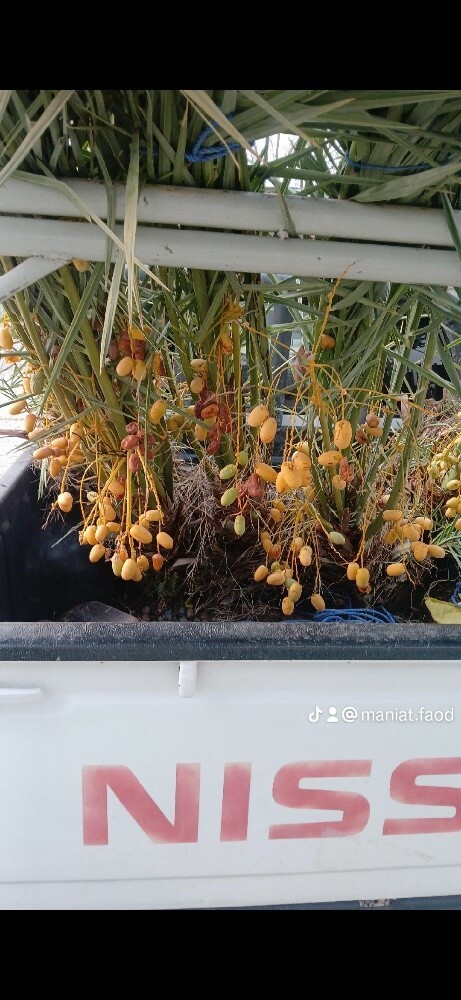 نخل لبیع اخلاص شیشی برحی خنیزی - 6
