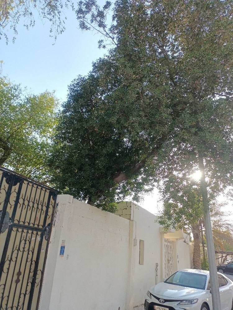 قطع الاشجار - 2
