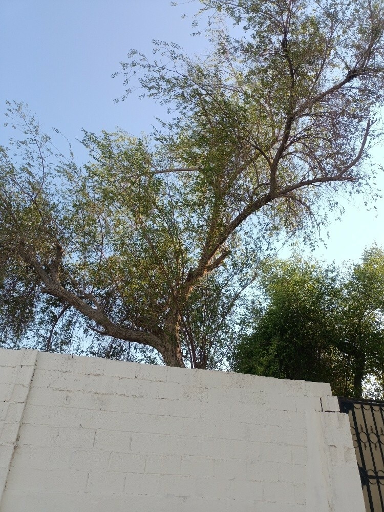 المنصورى للزراعة - 2