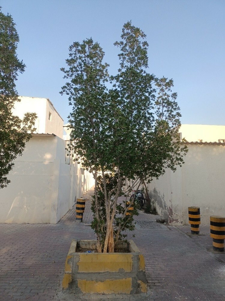 المنصورى للزراعة - 1