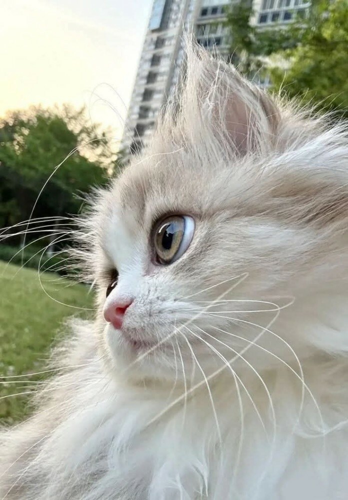 صونيا - 1
