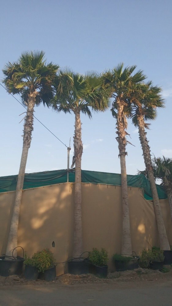 وشنطنيا - 4