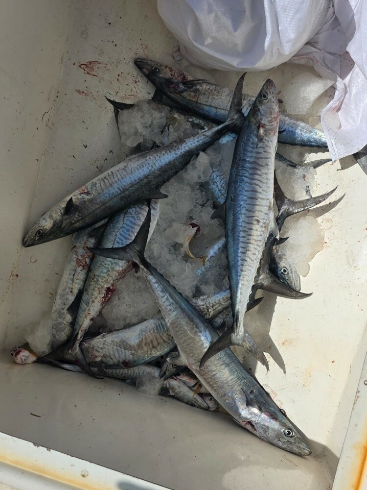 fishing jigging trips - 10