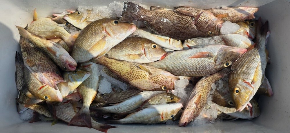 fishing jigging trips - 8