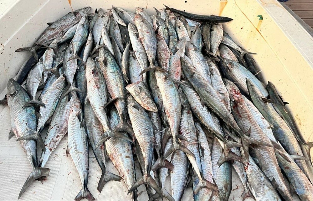 fishing jigging trips - 9