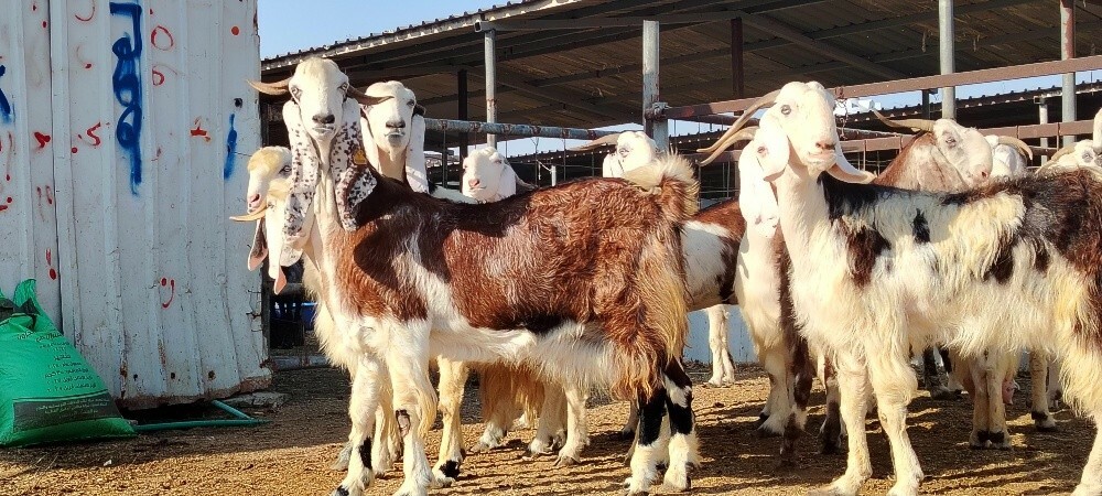 مطلوب جميع انواع الحلال - 1