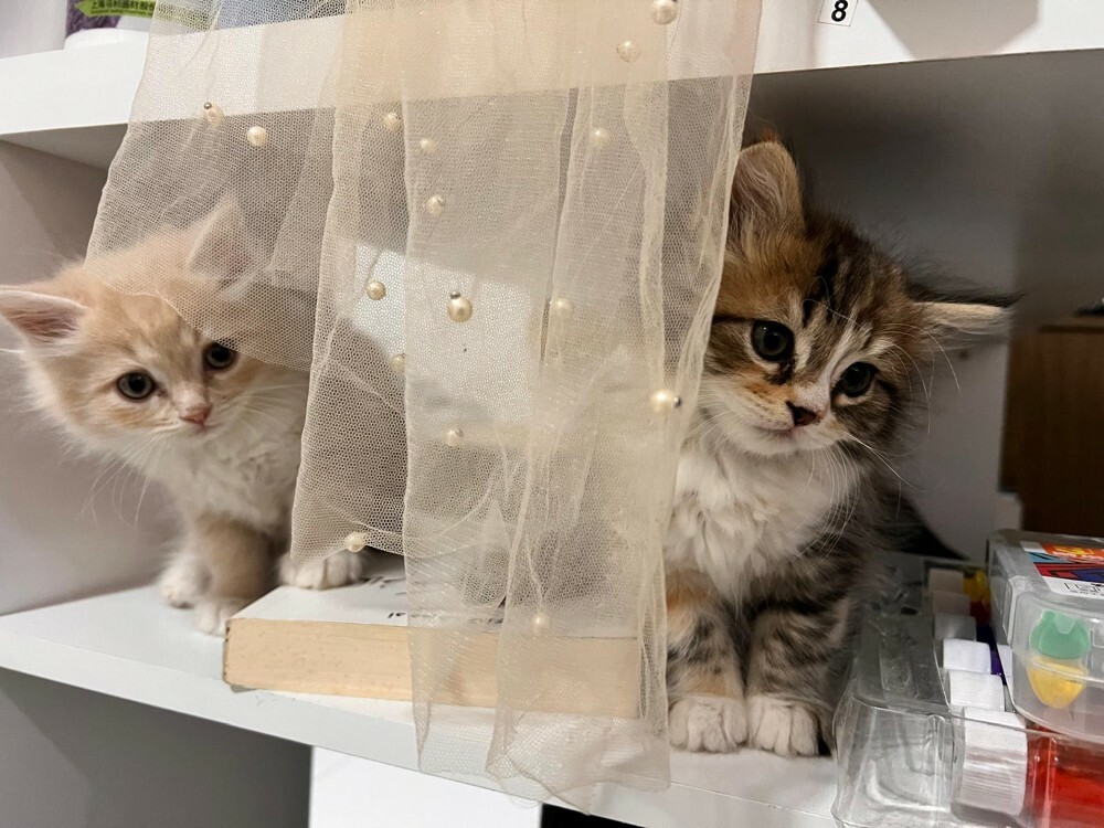 kittens for Sale - Last Two  - 7