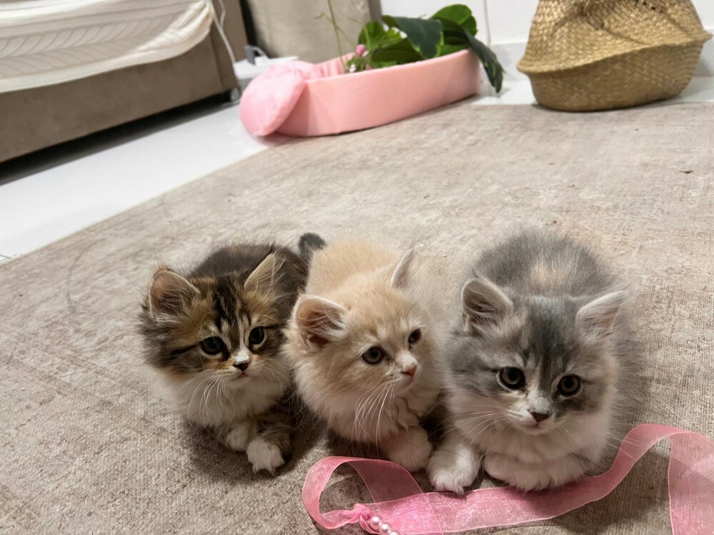 kittens for Sale - Last Two  - 9