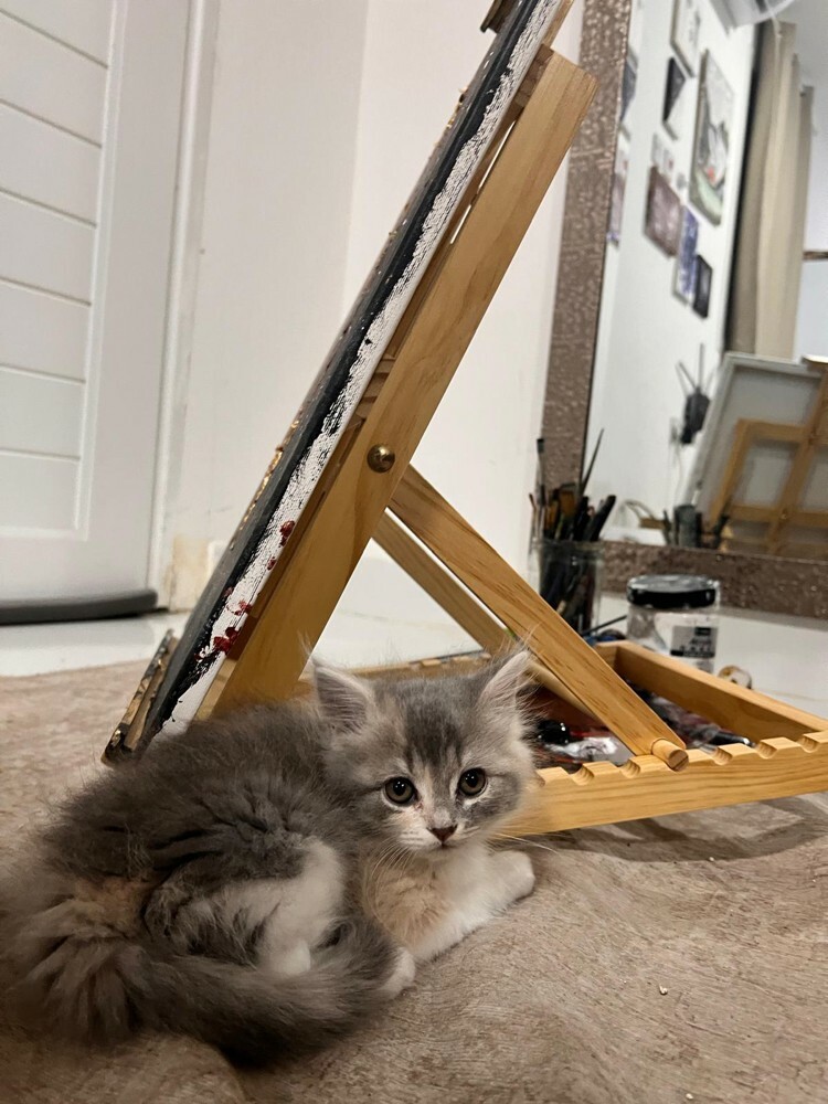 kittens for Sale - Last Two  - 8