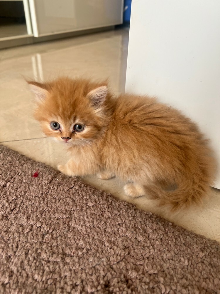 GOLDEN KITTEN - MALE Last one  - 4