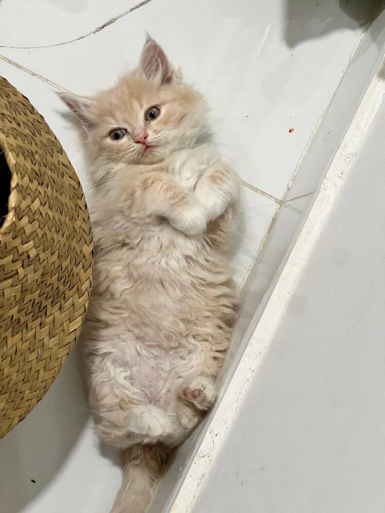 GOLDEN KITTEN - MALE Last one  - 2