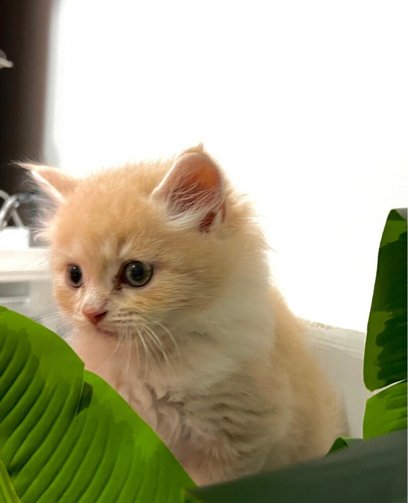 GOLDEN KITTEN - MALE Last one  - 3