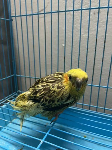 female for sale or exchange - 2