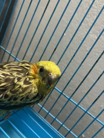 female for sale or exchange - 1