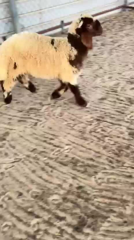 طلي تحت امه فل الفل  - 1
