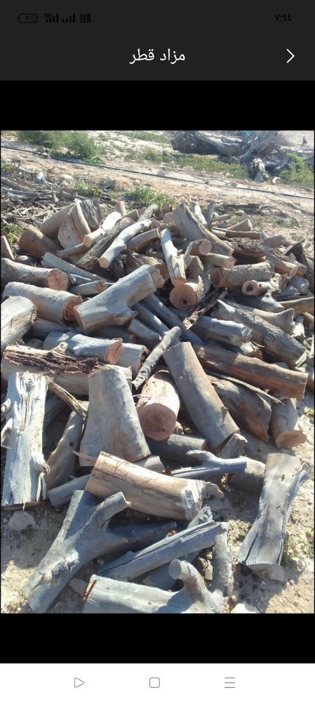 قطع الأشجار والنخيل - 1