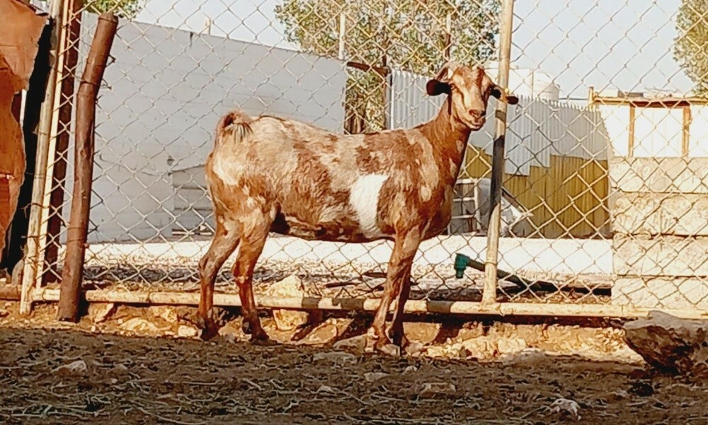 مطلوب غنم شويهات ومعزه - 4