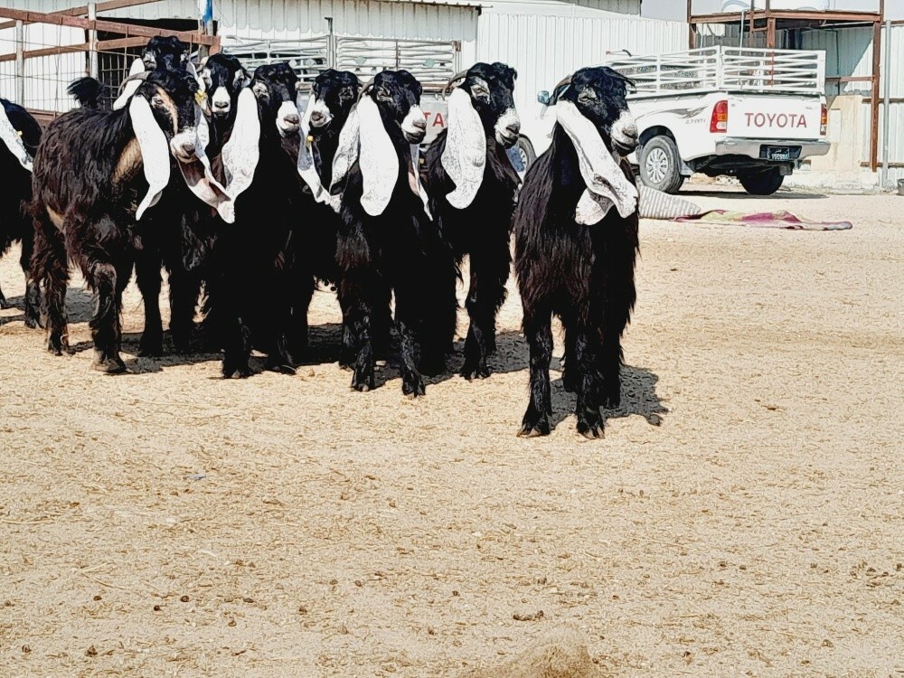 مطلوب غنم شويهات ومعزه - 2