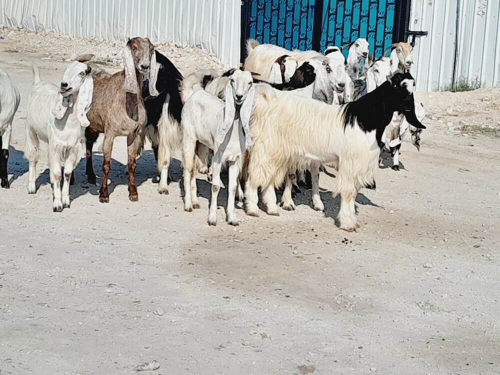 مطلوب غنم شويهات ومعزه - 5