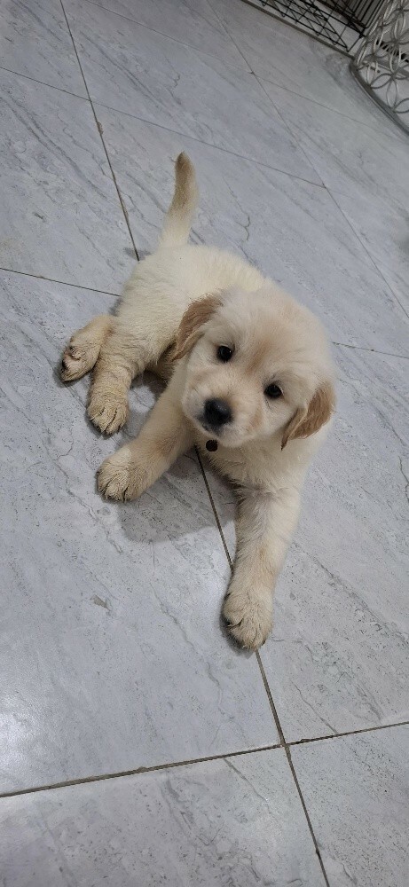 golden retriever - 6