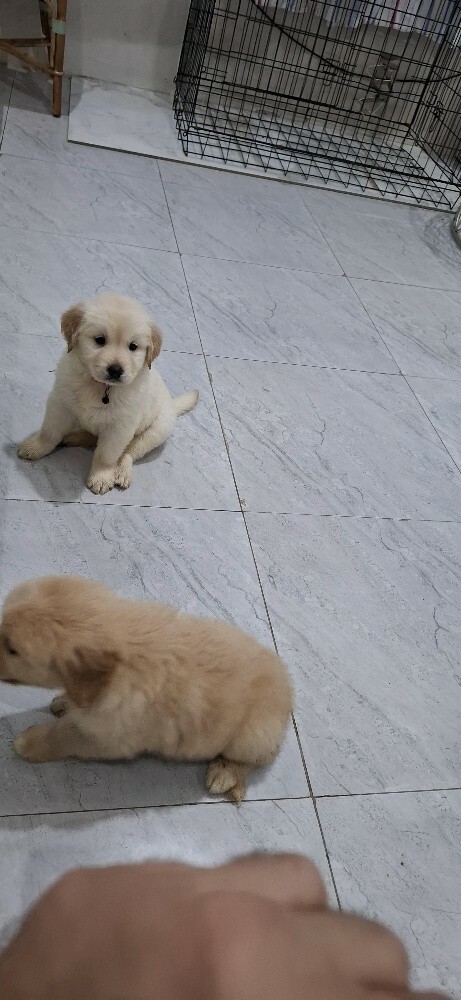 golden retriever - 12