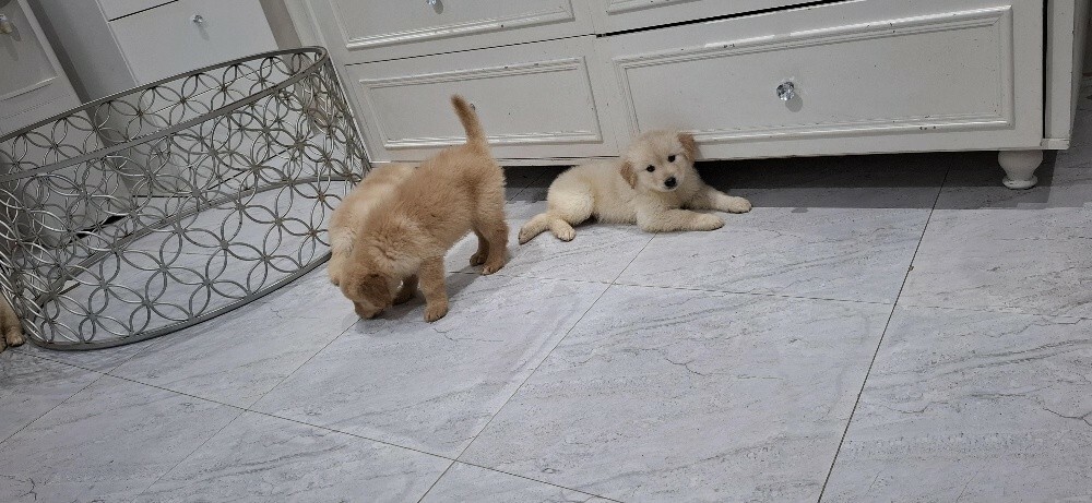 golden retriever - 3