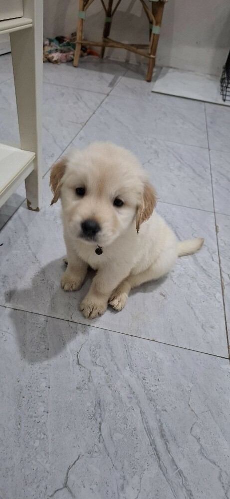 golden retriever - 10