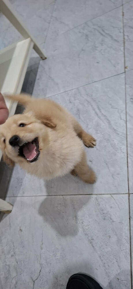 golden retriever - 4