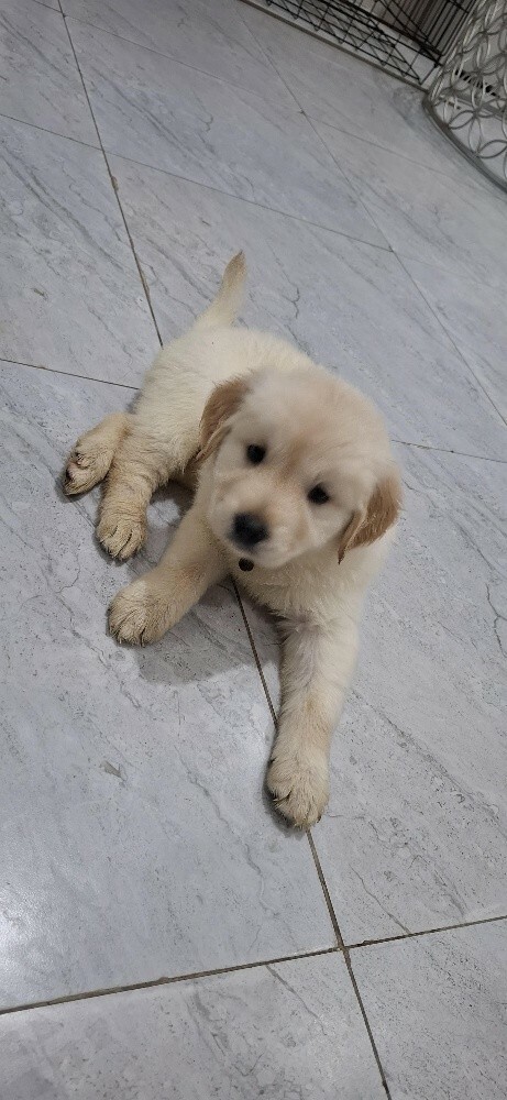 golden retriever - 2