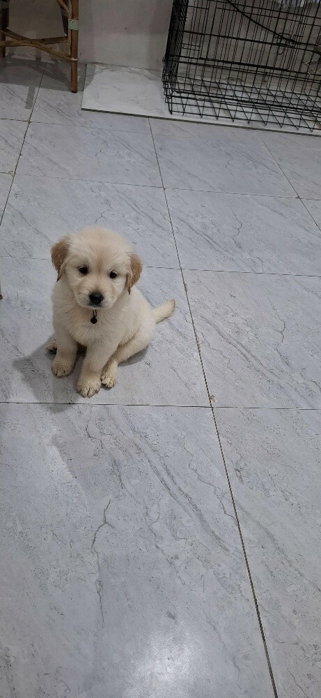 golden retriever - 11
