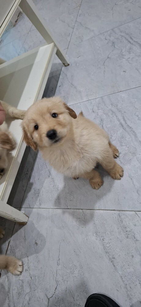 golden retriever - 5