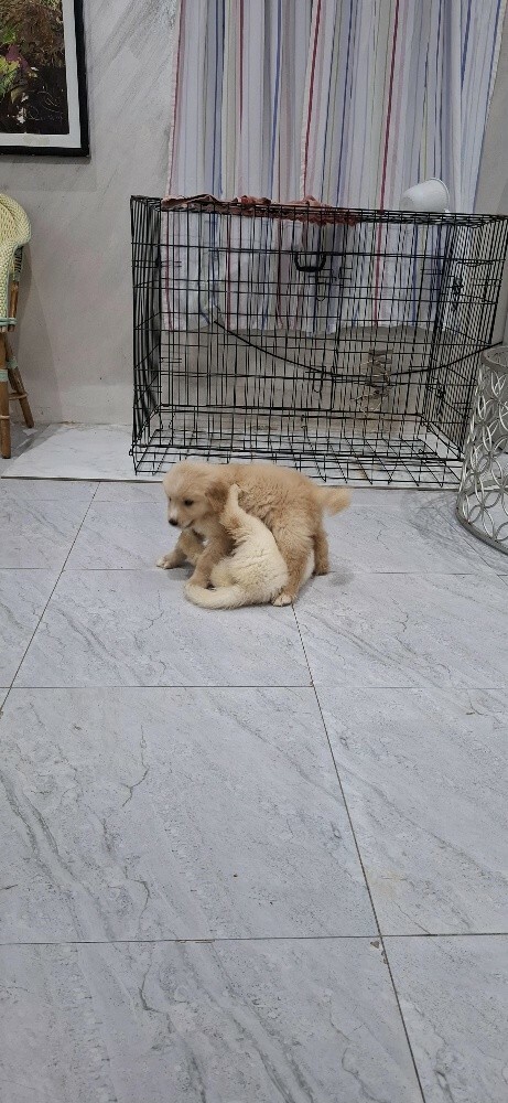 golden retriever - 13