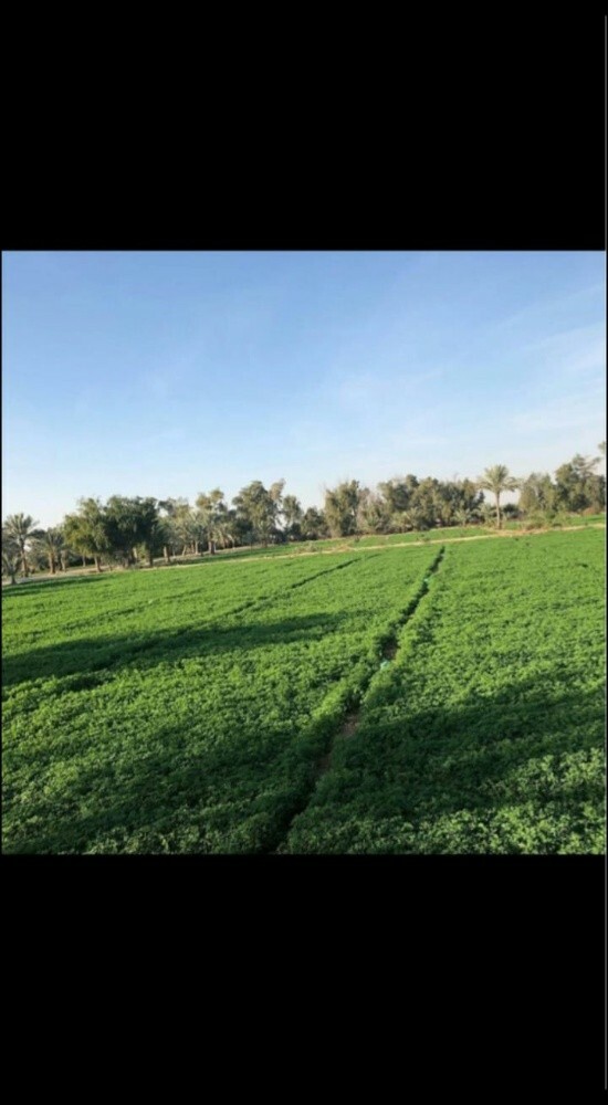 مزراع - 16
