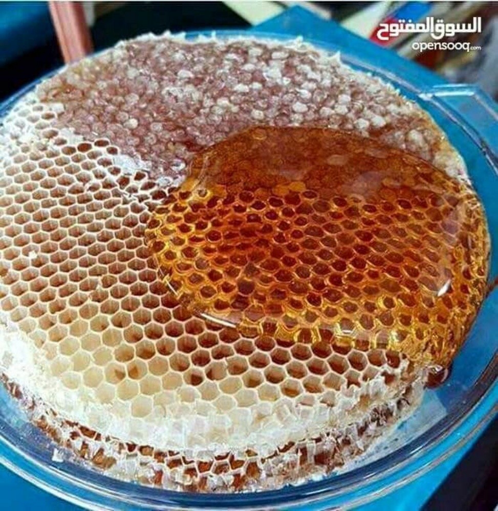 نحال وخبير نحل اردني - 5