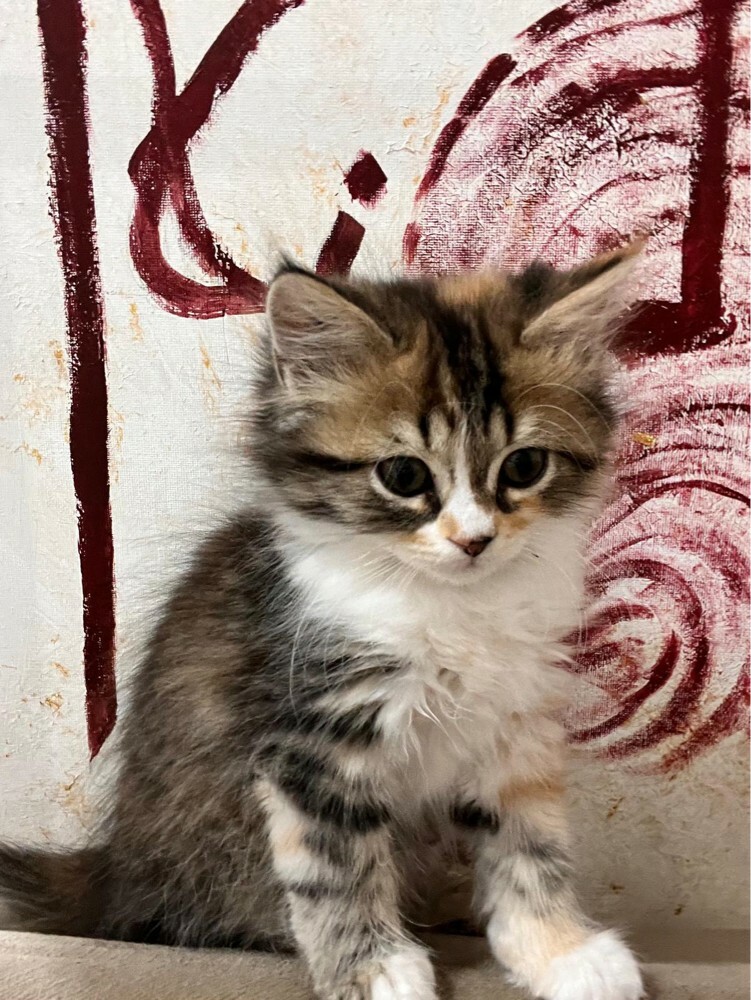kittens for Sale - Last Two  - 2