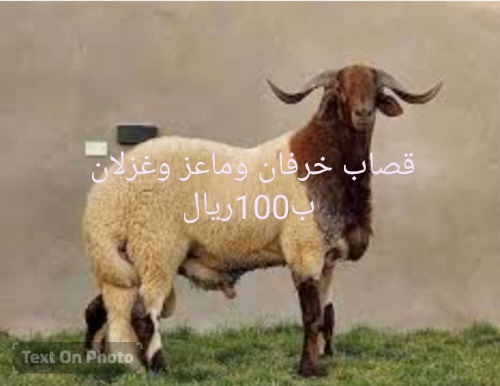 قصاب خرفان وماعز وجمال وعجول - 1