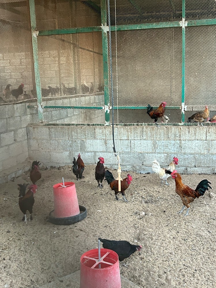 rooster for sale - 1