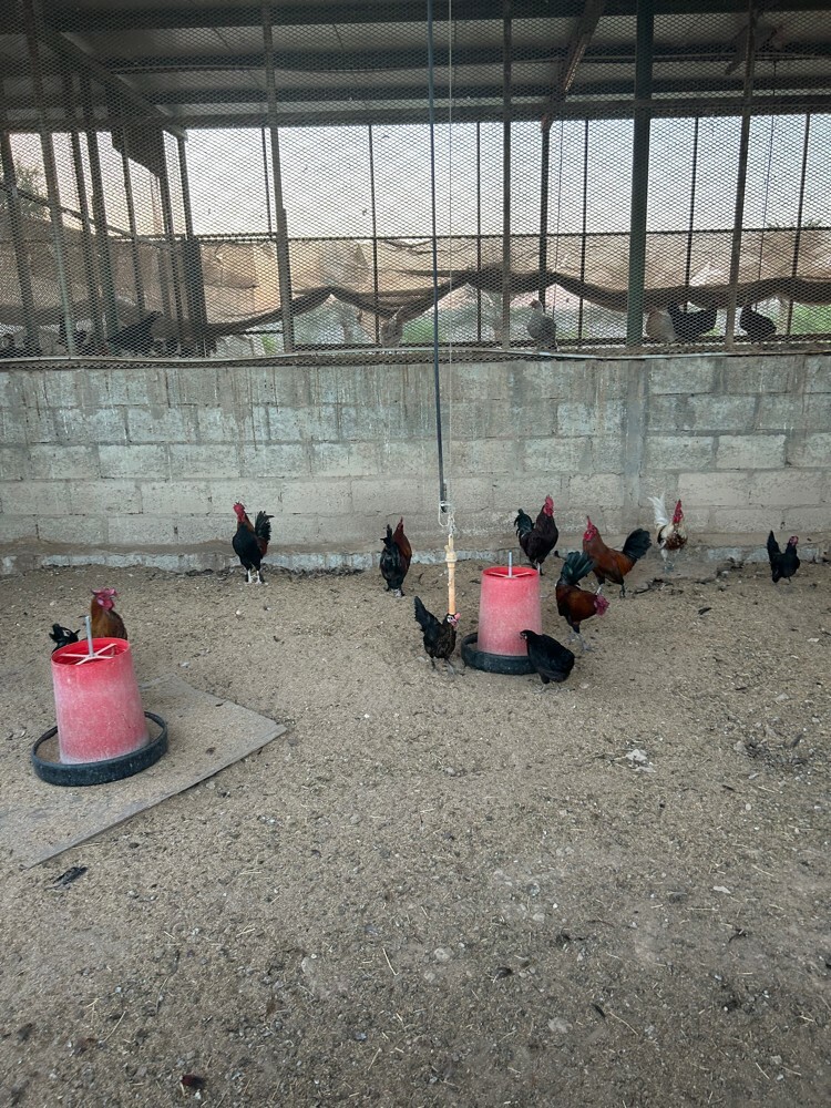 rooster for sale - 2