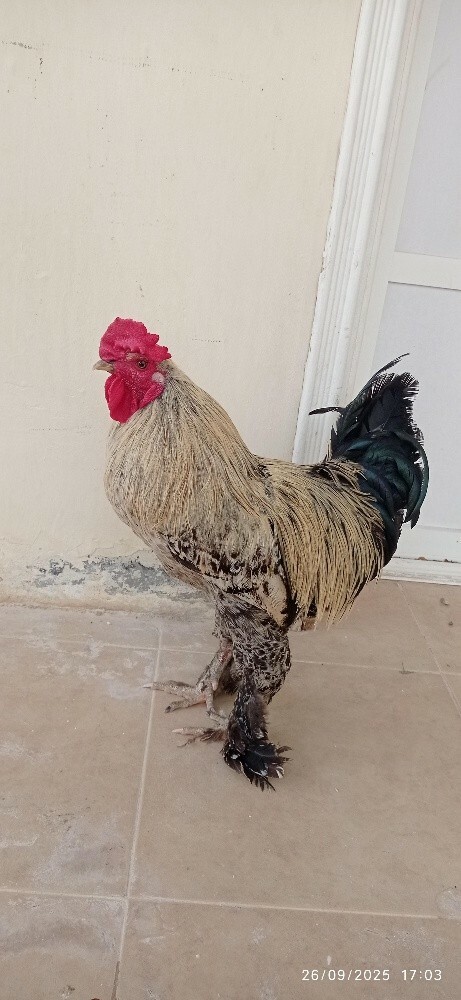 ديك براهما - 2