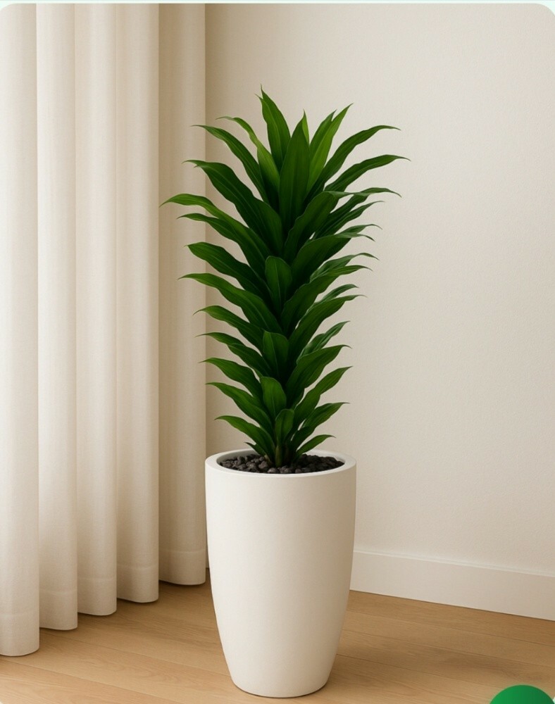 indoor plants - 1
