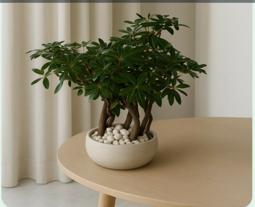 indoor plants - 3