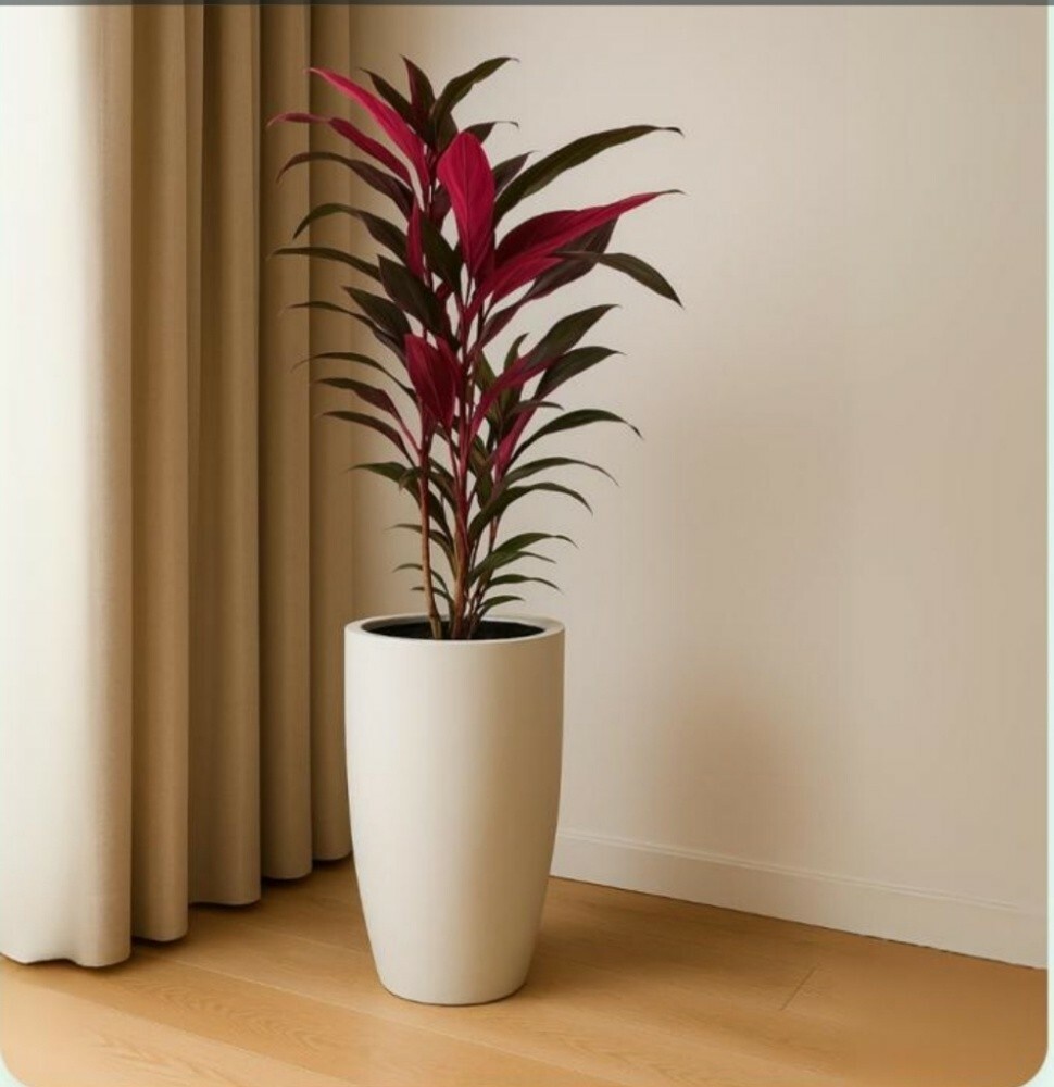 indoor plants - 2