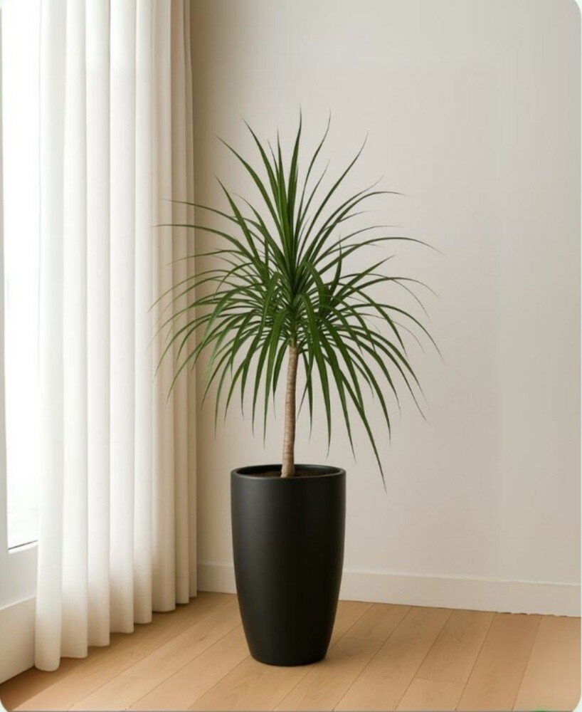indoor plants - 4