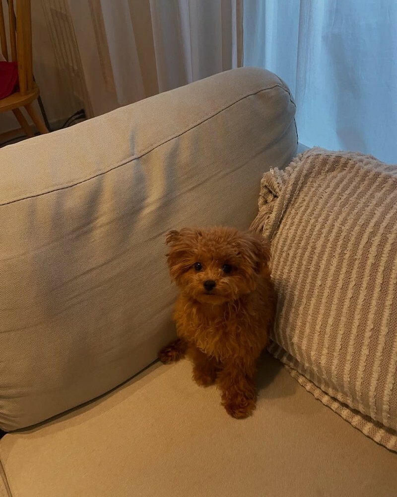 Poddle Puppy - 2
