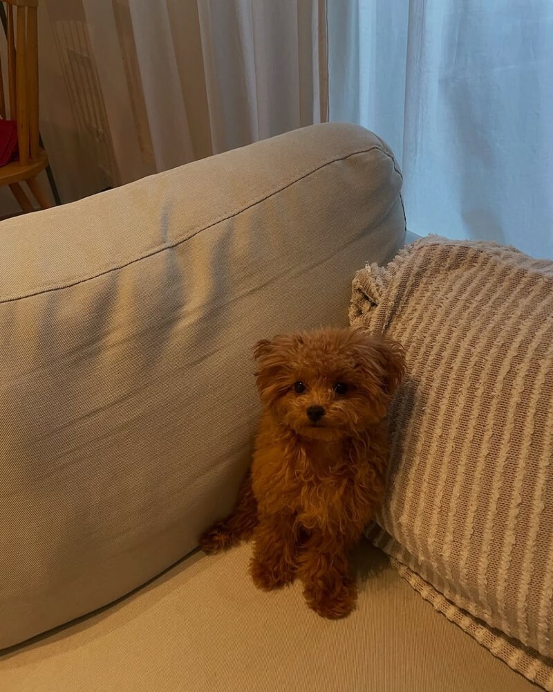 Poddle Puppy - 1