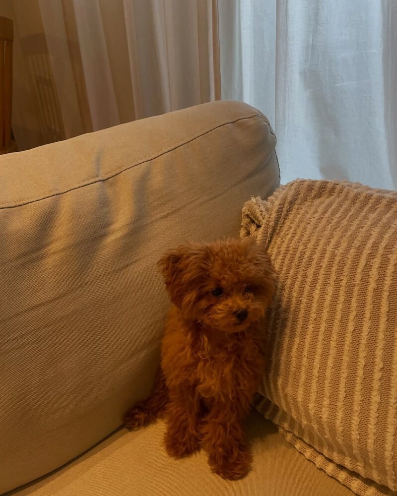 Poddle Puppy - 3